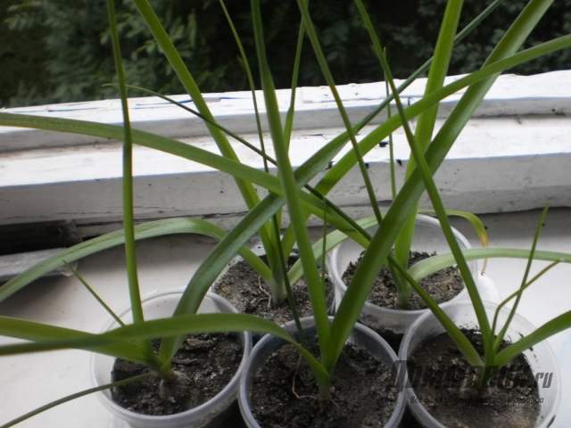 Гиацинты: выращивание в саду, виды и сорта