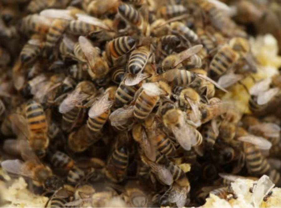Технология сезонной (весенней и осенней) подкормки пчел