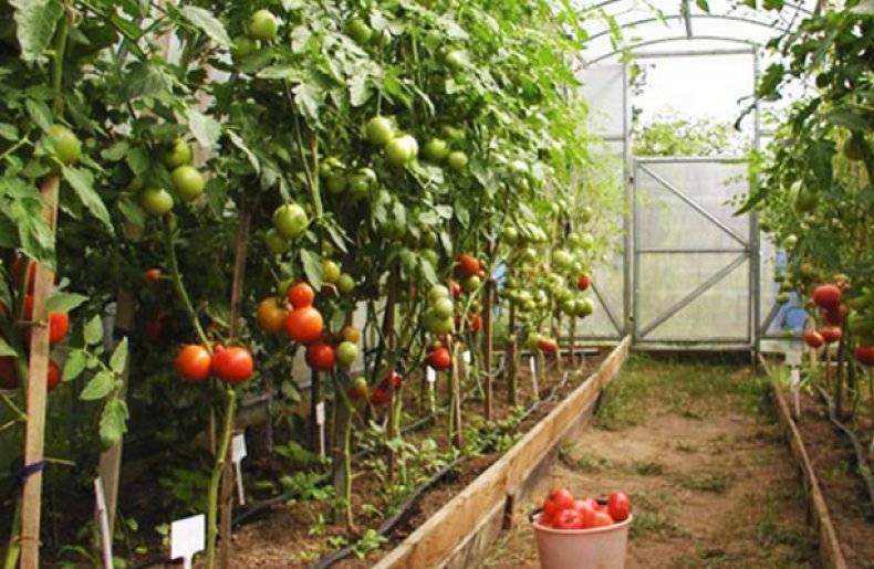 Не знаете, чем подкормить помидоры после высадки в грунт? опытные огородники раскрывают все свои секреты!