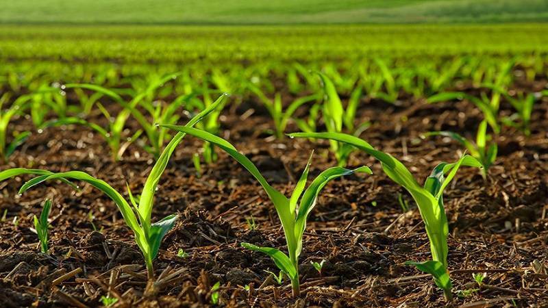 Какие гербициды необходимы для защиты кукурузы от сорняков? как использовать средства?