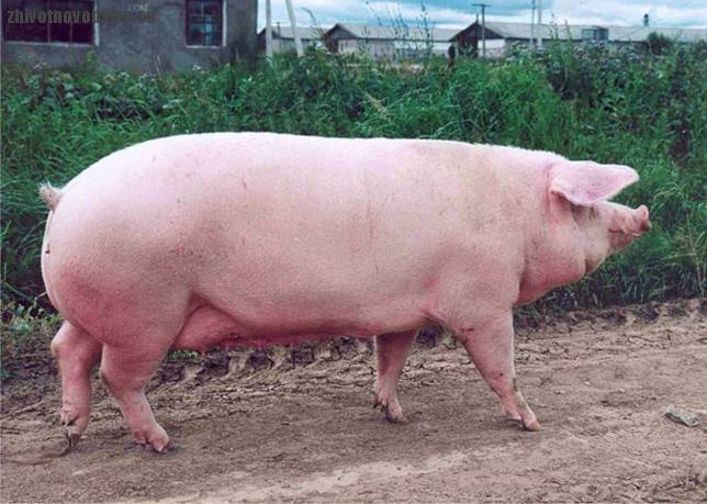 Свиньи пород дюрок, ландрас и гемпшир (характеристики) | животноводство