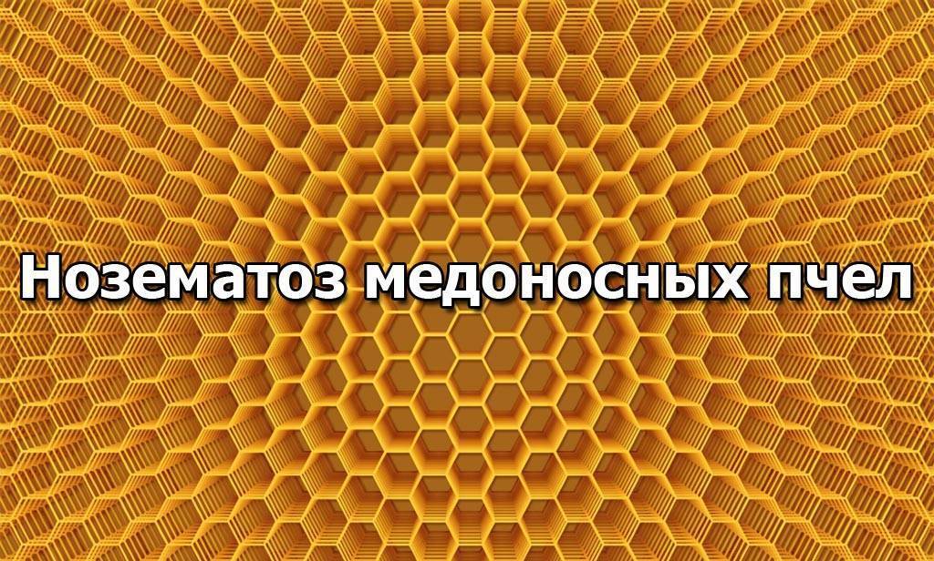 Болезни пчел: признаки, препараты для лечения и меры профилактики