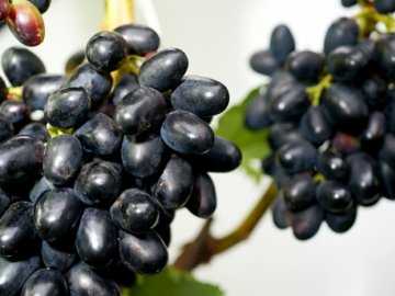 Описание сорта винограда «чарли» — мощные грозди и высокая морозоустойчивость