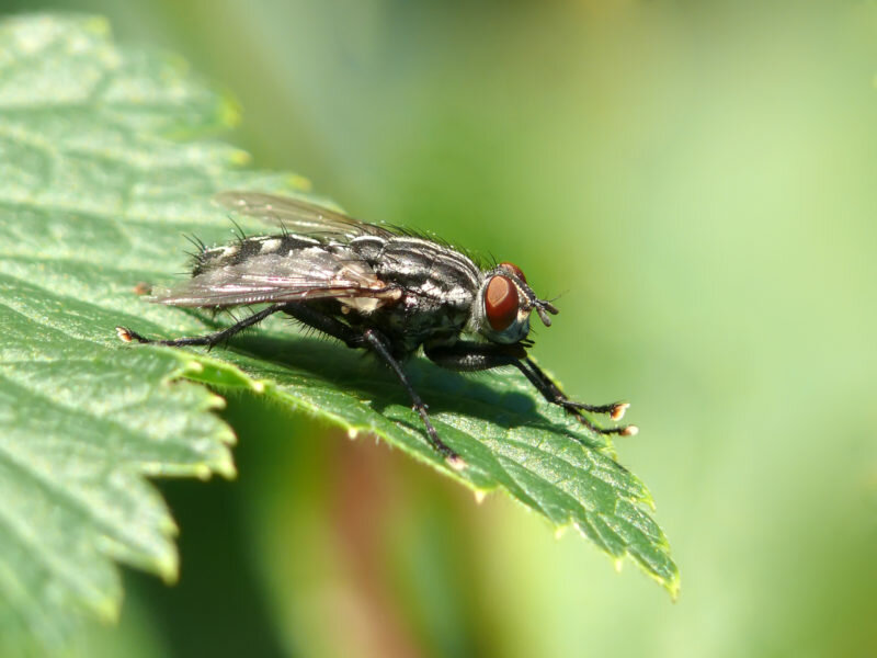 Луковая муха: как с ней бороться