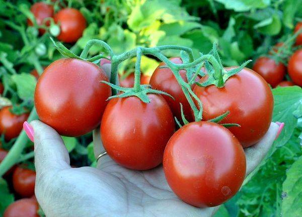 Топ-10 самых крупных сортов томатов от читателей огород.ru