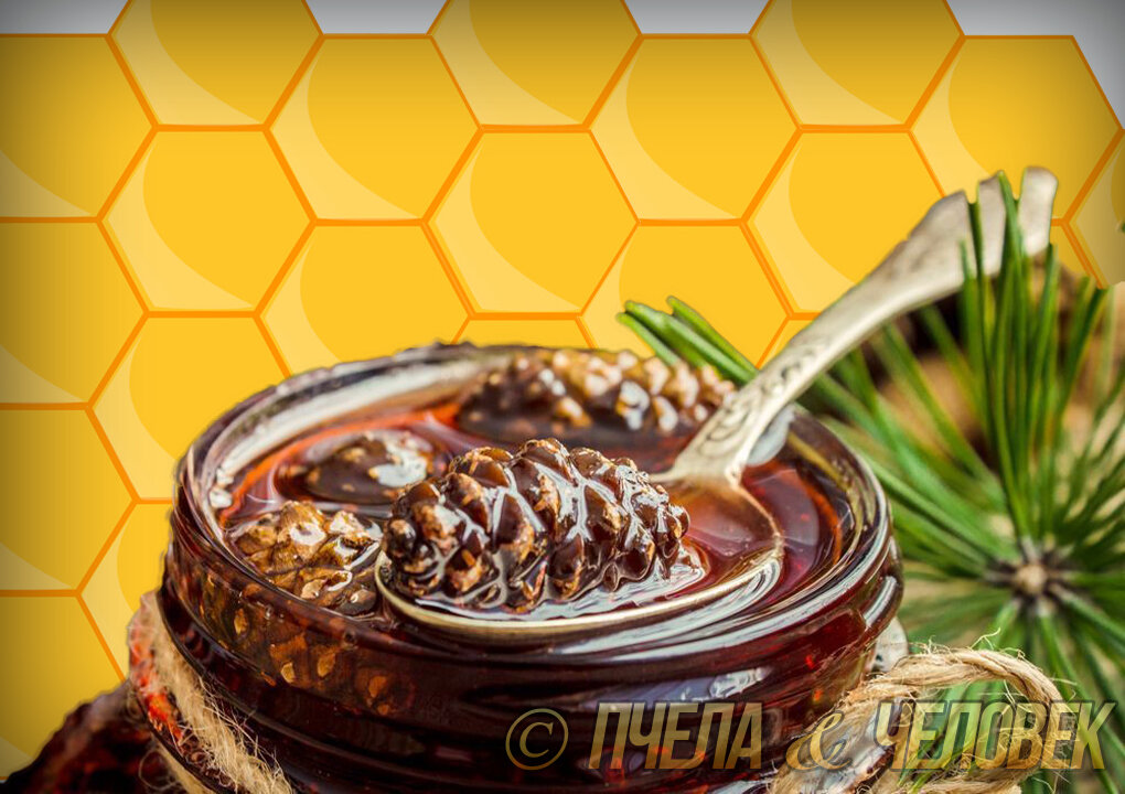 Мед из сосновых шишек