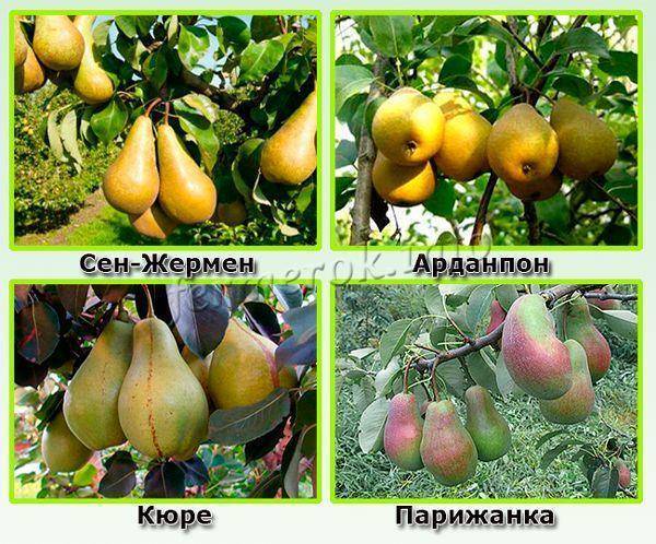 Описание и особенности выращивания груши сорта первомайская