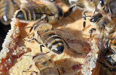 Самые распространенные болезни пчел и их лечение