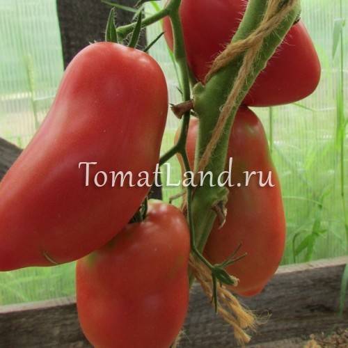 Томат грушовка: описание сорта, отзывы, фото | tomatland.ru