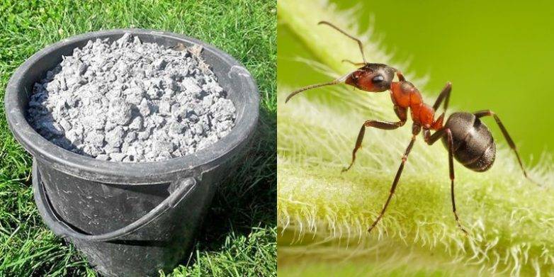 Как избавиться от муравьев на огороде и в саду?