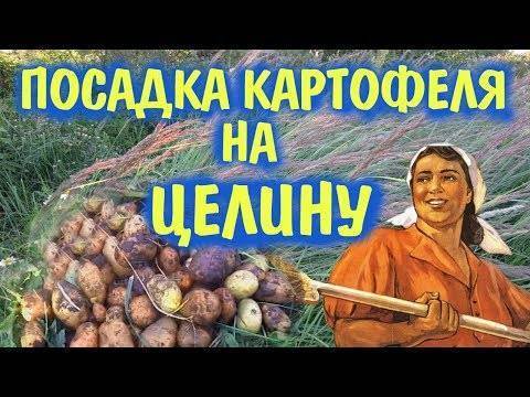 Правила посадки и выращивания картофеля по методу галины кизимы