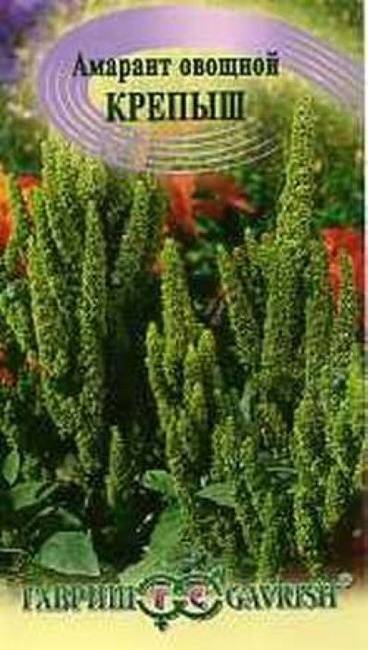 Об овощном сорте амаранта: описание, сфера применения, выращивание из семян