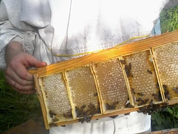 Пчеловодство: количество меда от одного улья