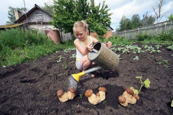 Как выращивать огурцы, чтобы собрать первый урожай уже в мае
