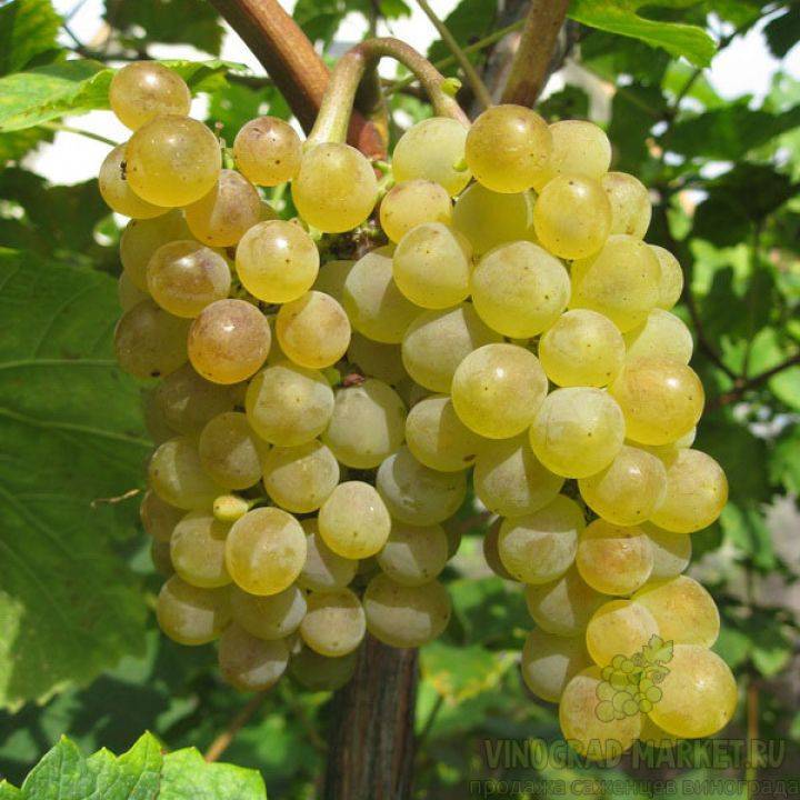 Морозостойкие сорта винограда вырастут даже в сибири