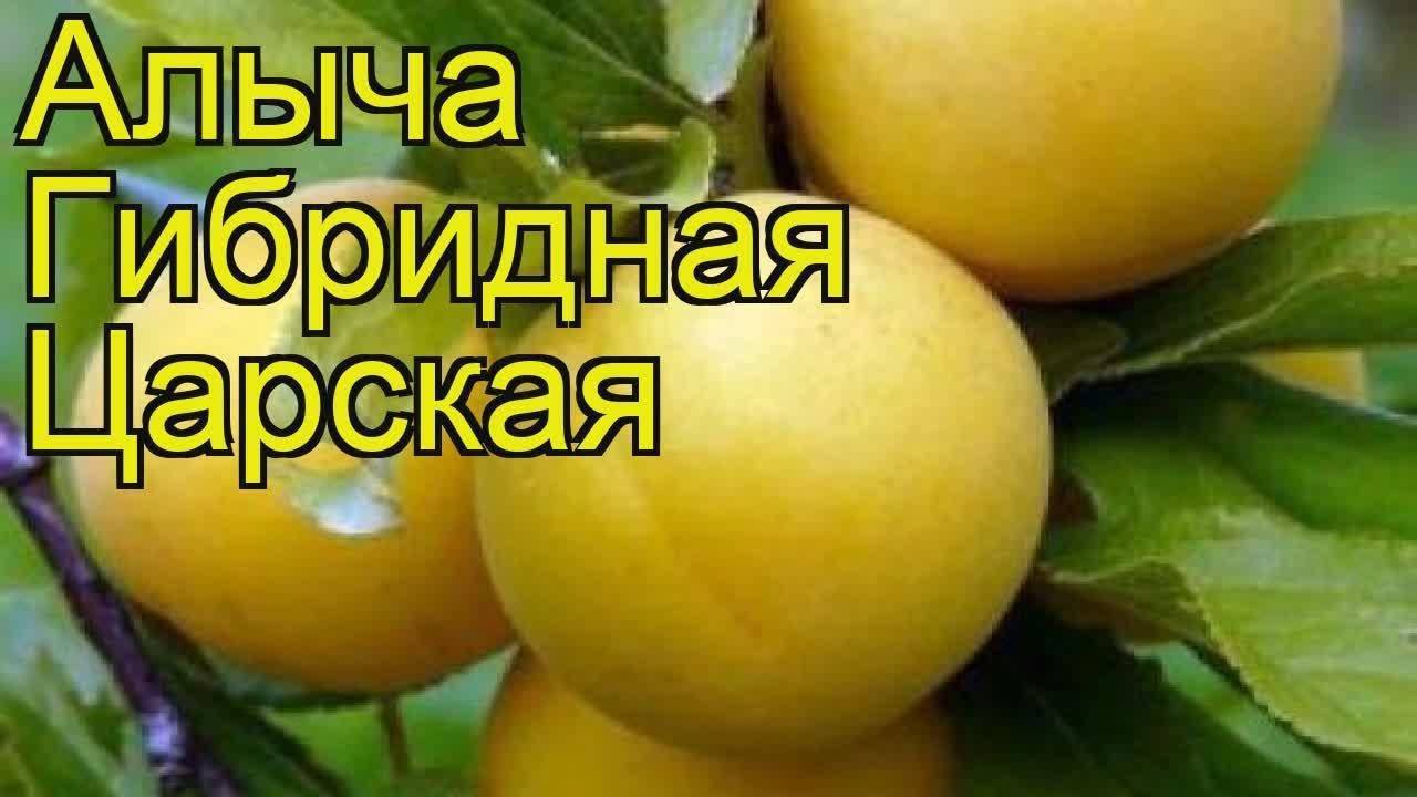 18 лучших сортов алычи с фото и описанием для средней полосы и подмосковья