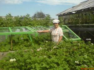 Выращивание кабачков в теплице: сроки и способы посадки, уход, сбор урожая