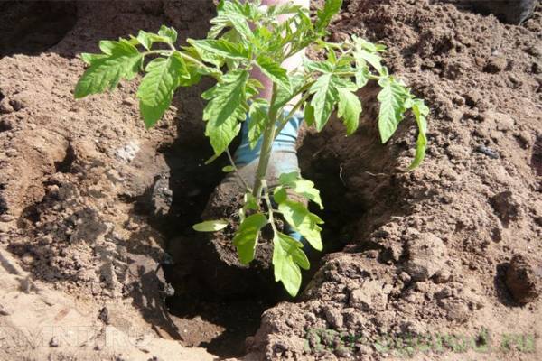 Посадка помидорвов в открытый грунт - как правильно сажать рассаду?
