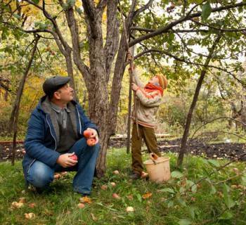 Уход за колоновидными яблонями – практическое руководство для новичков