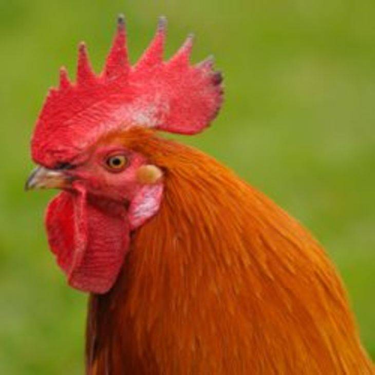 Сколько живут куриные клещи вне курицы. куриный клещ – маленький вредитель, способный привести к большим потерям. признаки появления клещей у кур