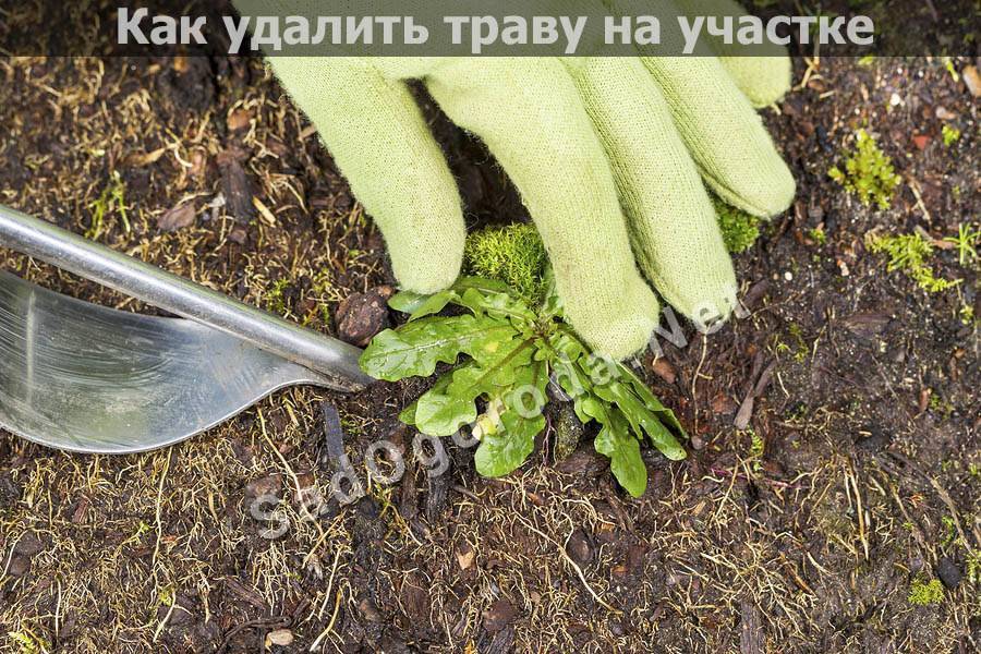 Как избавиться от сорняков и травы навсегда: самые эффективные методы