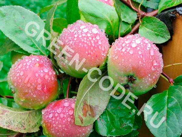 Преимущества и недостатки яблонь сорта ананас, отзывы садоводов, характеристика и описание плодов