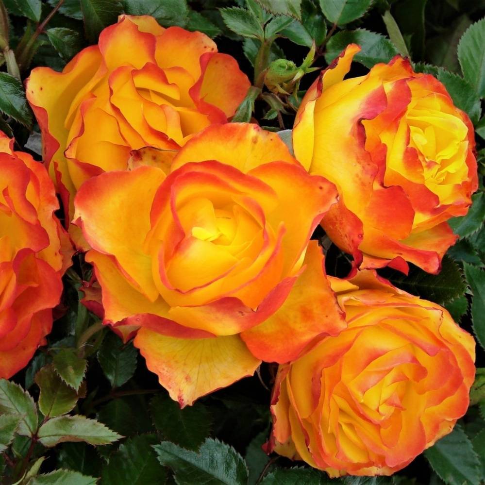Роза грандифлора (grandiflora)
