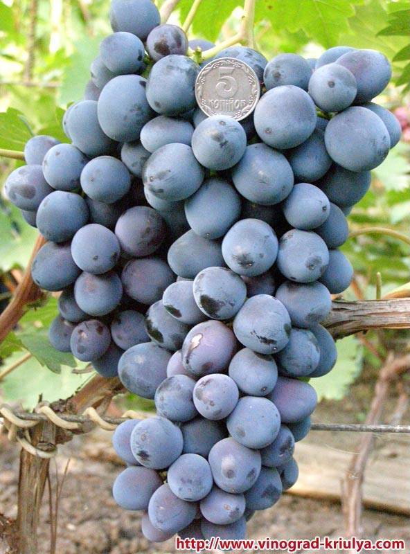 Описание сорта винограда чарли с фото и отзывами пользователей