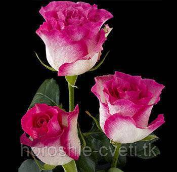 Чайно-гибридные розы (54 фото): что это такое и как обрезать их на зиму? сорта и названия таких роз, описания «блэк баккара» и «ностальжи»