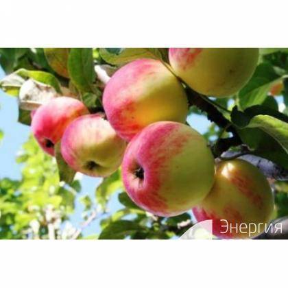 Обильный урожай и вкусные плоды — яблони сорта яндыковский