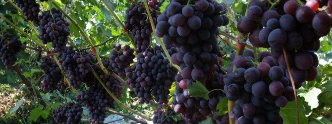 Схема подкормки винограда