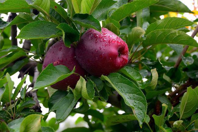 Как самостоятельно вырастить яблоню из семечка – инструкция, особенности проводимых работ