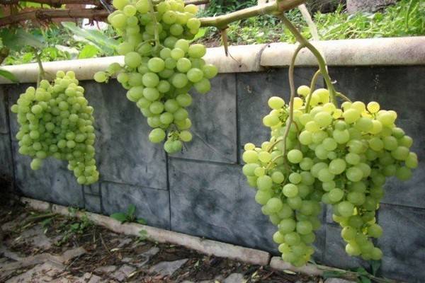Как вырастить виноград в сибири: особенности выращивание, посадка и уход, отзывы