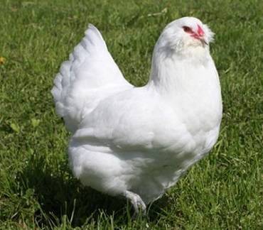 Араукана – редкая порода кур