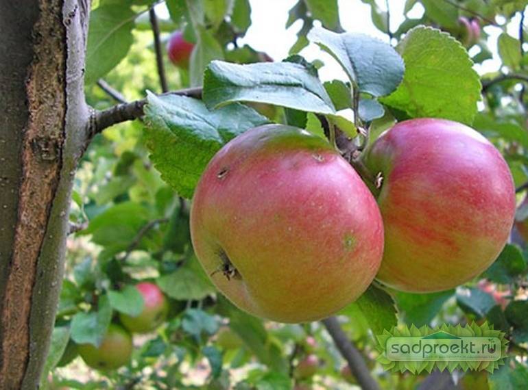 Описание сорта яблони коричное новое