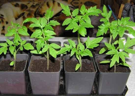 Выращивание рассады томатов в домашних условиях: календарь посадки и благоприятные дни
