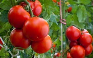 Как задержать рост рассады томатов: эффективные способы