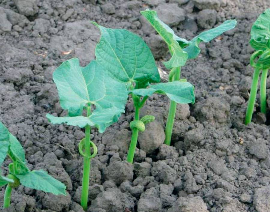 Как посадить стручковую (спаржевую) фасоль и выращивание в открытый грунт в огороде или на даче