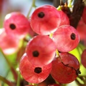 Смородина голландская розовая — ягоды грибы