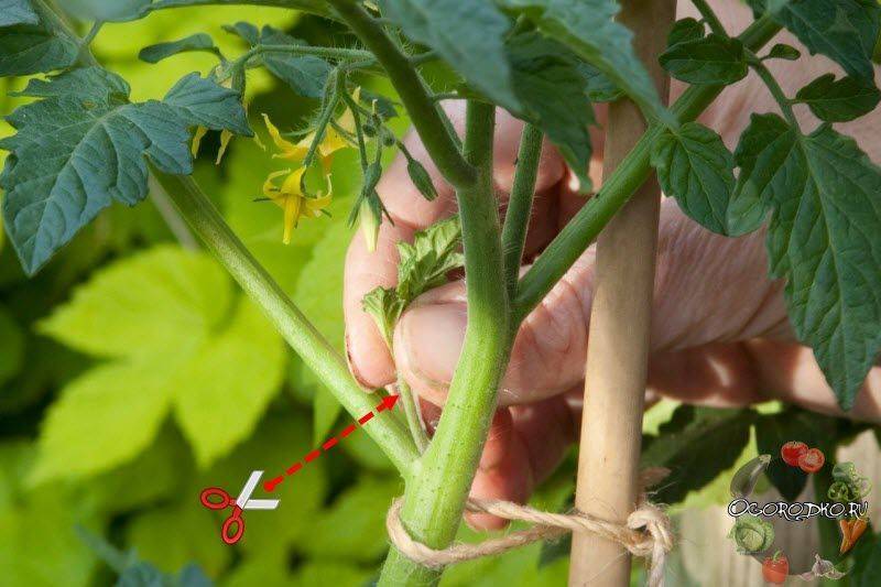 Как пасынковать помидоры правильно в теплице и открытом грунте (видео, фото, схема), какие сорта не требуют пасынковки