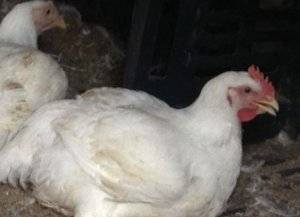 Почему чихают цыплята бройлеры, чем лечить и как их спасти?