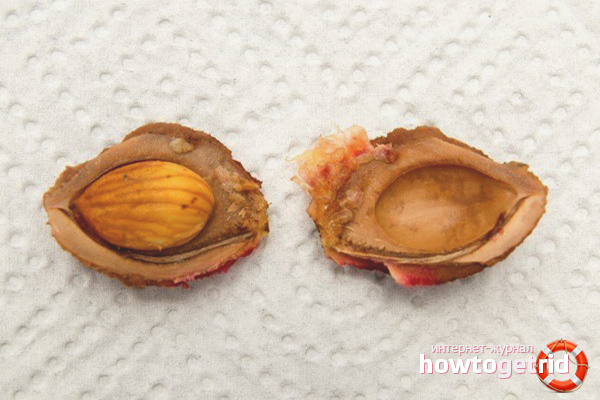 Персик из косточки: сорта, выращивание и уход