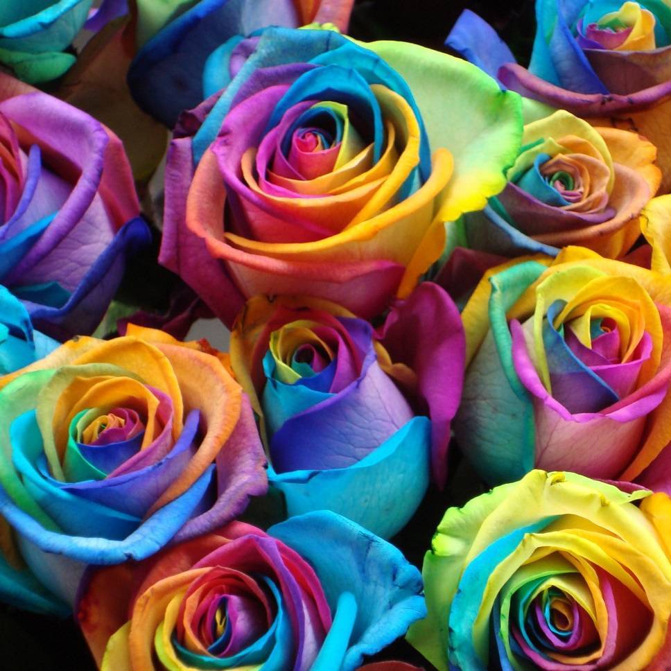 Разноцветная роза rainbow rose: чудо, созданное пищевыми красителями