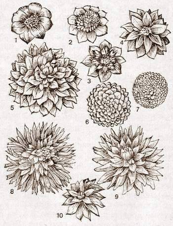 О георгинах: как выглядят цветы, описание, характеристики разновидностей