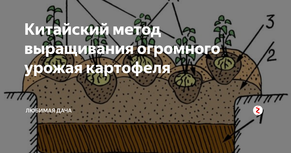 Статья по теме "нестандартные и эффективные методы выращивания картофеля"