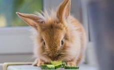 Выявление и лечение хейлетиоза у кроликов