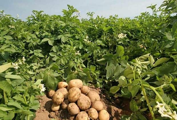 Фертика — удобрение картофельное и действенное