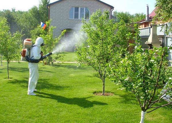 Боремся с тлёй на яблоне правильно – народные средства против химических обработок