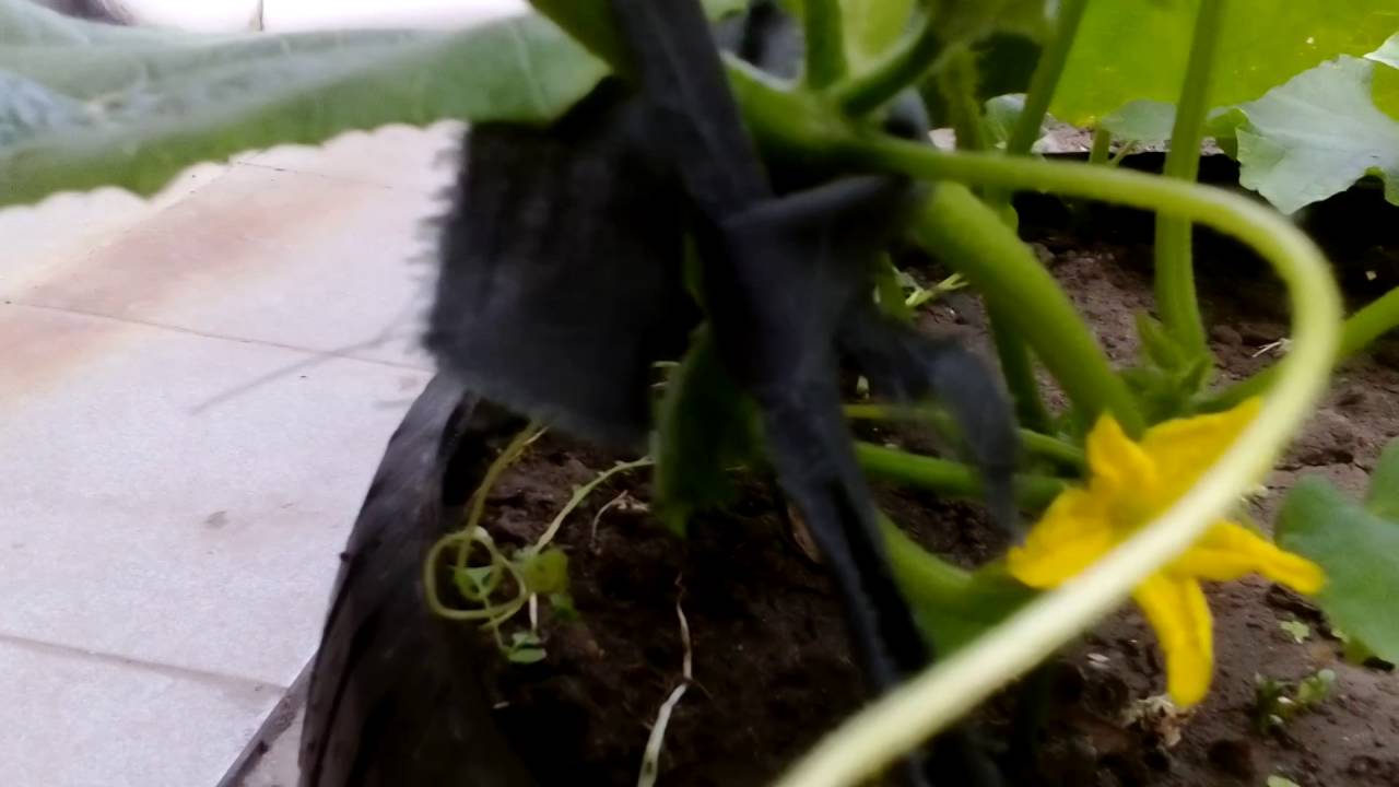 Выращивание огурцов в мешках — пошаговое руководство по посадке и выращиванию огурцов (видео + 95 фото)