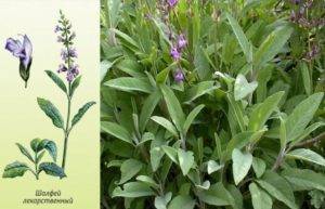 Шалфей лекарственный – трава благополучия и здоровья